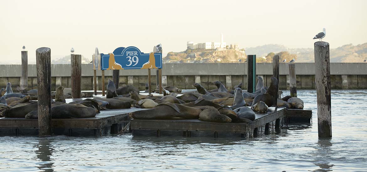 San Francisco California The Seals at Pier 39, Fishermans Wharf 